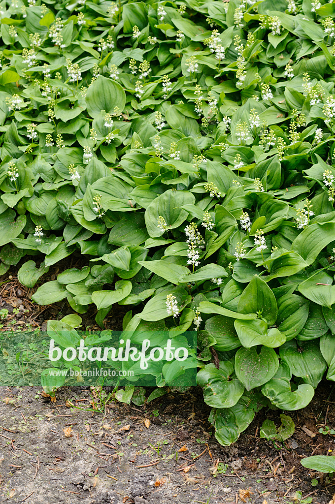 484261 - Kanadisches Schattenblümchen (Maianthemum canadense)