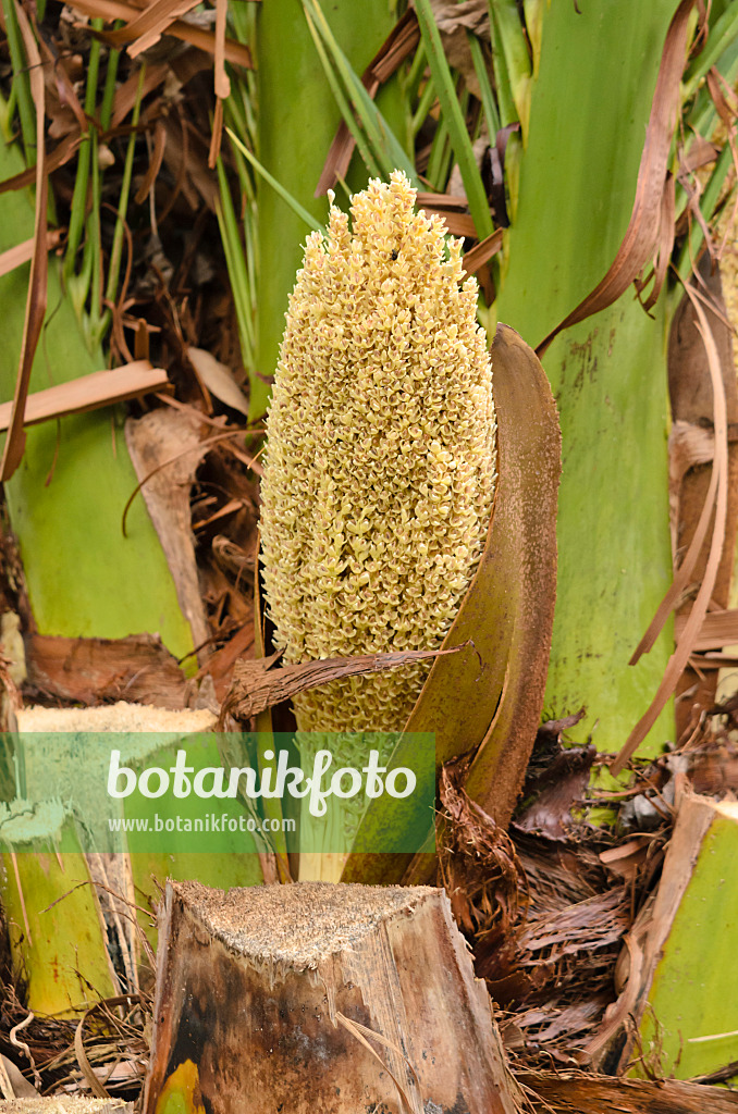 531104 - Kanarische Dattelpalme (Phoenix canariensis)