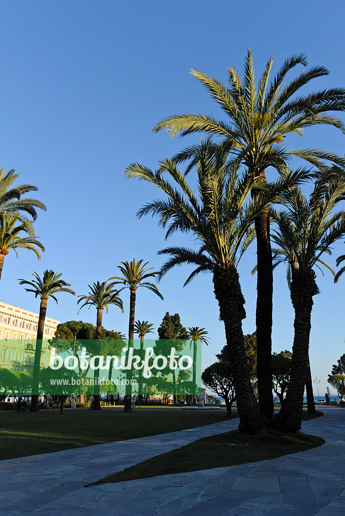 533009 - Kanarische Dattelpalme (Phoenix canariensis), Nizza, Frankreich