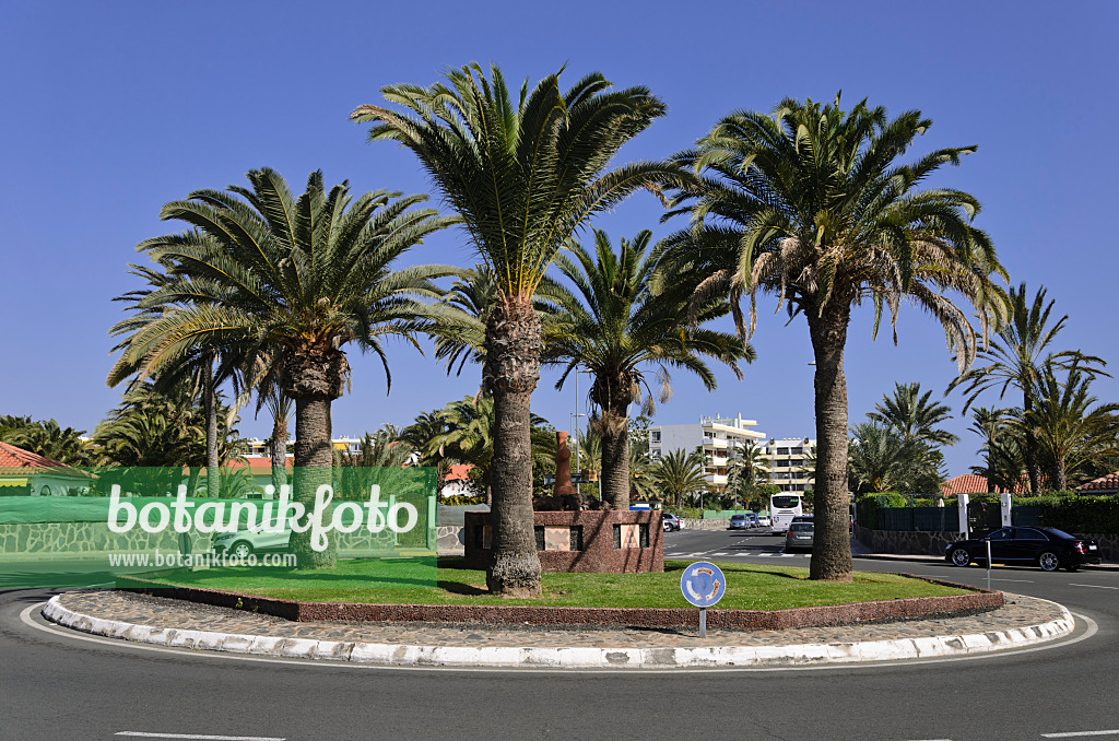 564048 - Kanarische Dattelpalmen (Phoenix canariensis) auf einem Kreisverkehr, Maspalomas, Gran Canaria, Spanien