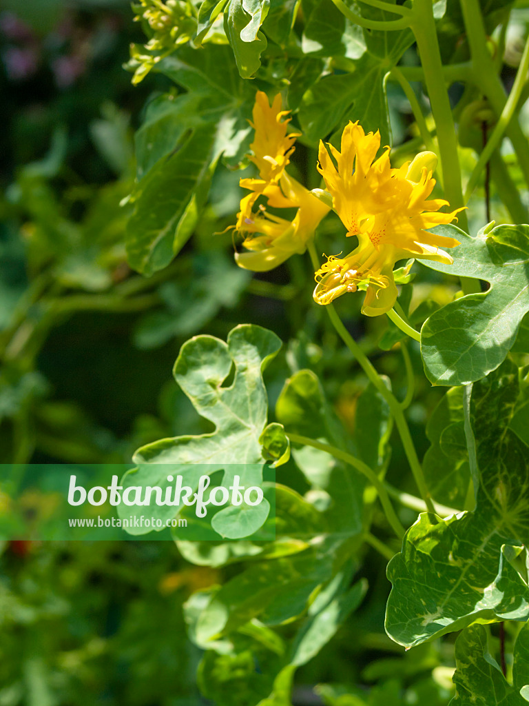 416041 - Kanarische Kapuzinerkresse (Tropaeolum peregrinum syn. Tropaeolum canariense)