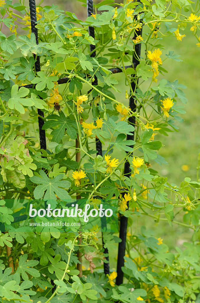 521300 - Kanarische Kapuzinerkresse (Tropaeolum peregrinum syn. Tropaeolum canariense)