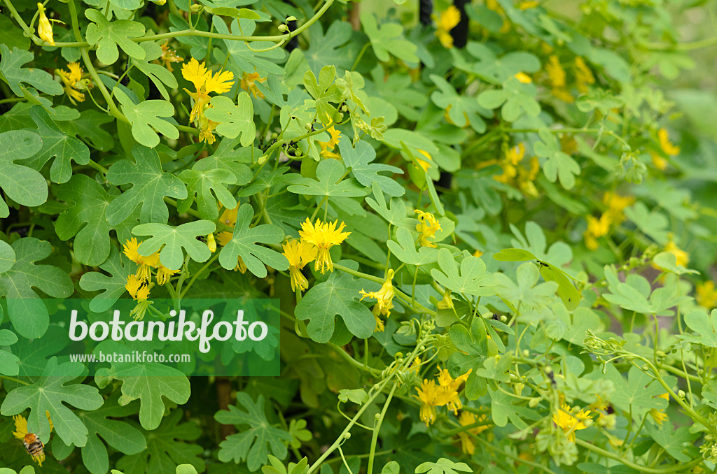 521301 - Kanarische Kapuzinerkresse (Tropaeolum peregrinum syn. Tropaeolum canariense)