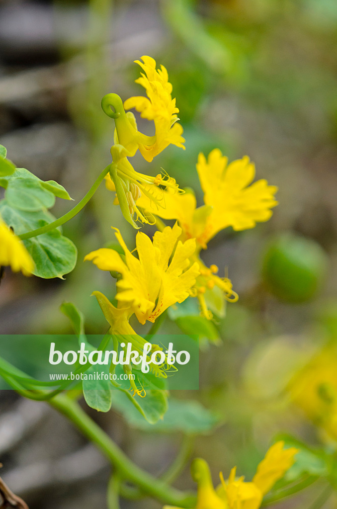 524141 - Kanarische Kapuzinerkresse (Tropaeolum peregrinum syn. Tropaeolum canariense)