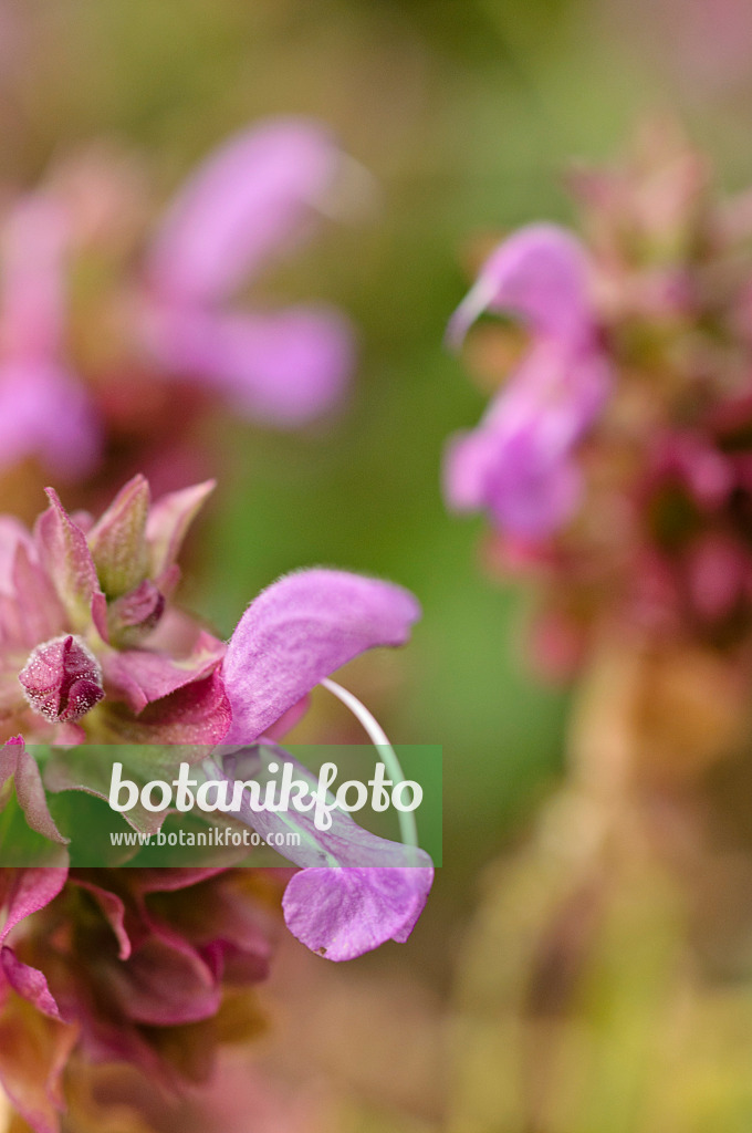 488076 - Kanarischer Salbei (Salvia canariensis)