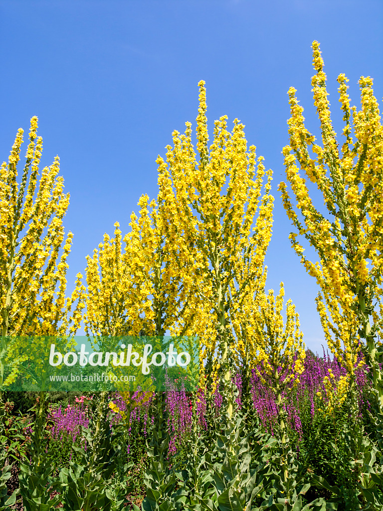 427131 - Kandelaber-Königskerze (Verbascum olympicum)