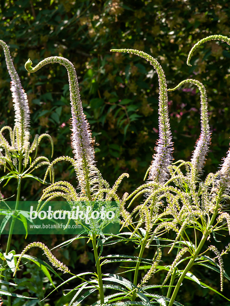 439007 - Kandelaberehrenpreis (Veronicastrum virginicum 'Lavendelturm' syn. Veronica virginica 'Lavendelturm')