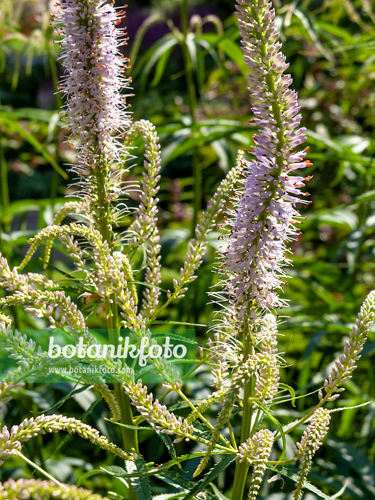 439008 - Kandelaberehrenpreis (Veronicastrum virginicum 'Lavendelturm' syn. Veronica virginica 'Lavendelturm')