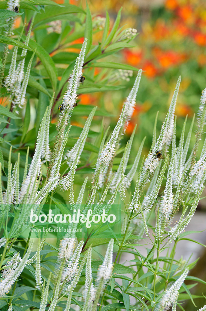 486147 - Kandelaberehrenpreis (Veronicastrum virginicum syn. Veronica virginica)