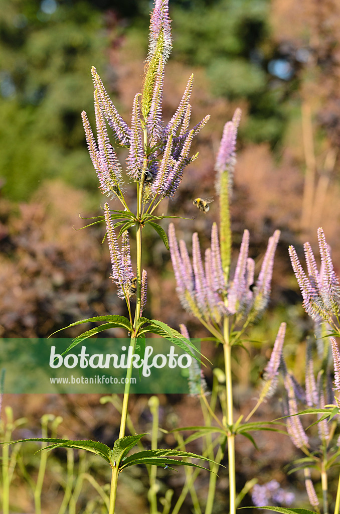 498113 - Kandelaberehrenpreis (Veronicastrum virginicum 'Apollo' syn. Veronica virginica 'Apollo')