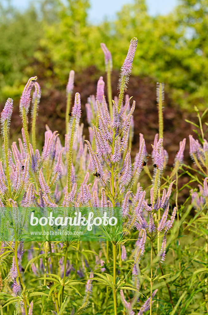 498139 - Kandelaberehrenpreis (Veronicastrum virginicum 'Temptation' syn. Veronica virginica 'Temptation') und Hummeln (Bombus)