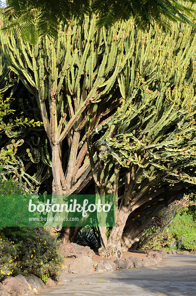 564162 - Kandelaberwolfsmilch (Euphorbia candelabrum)