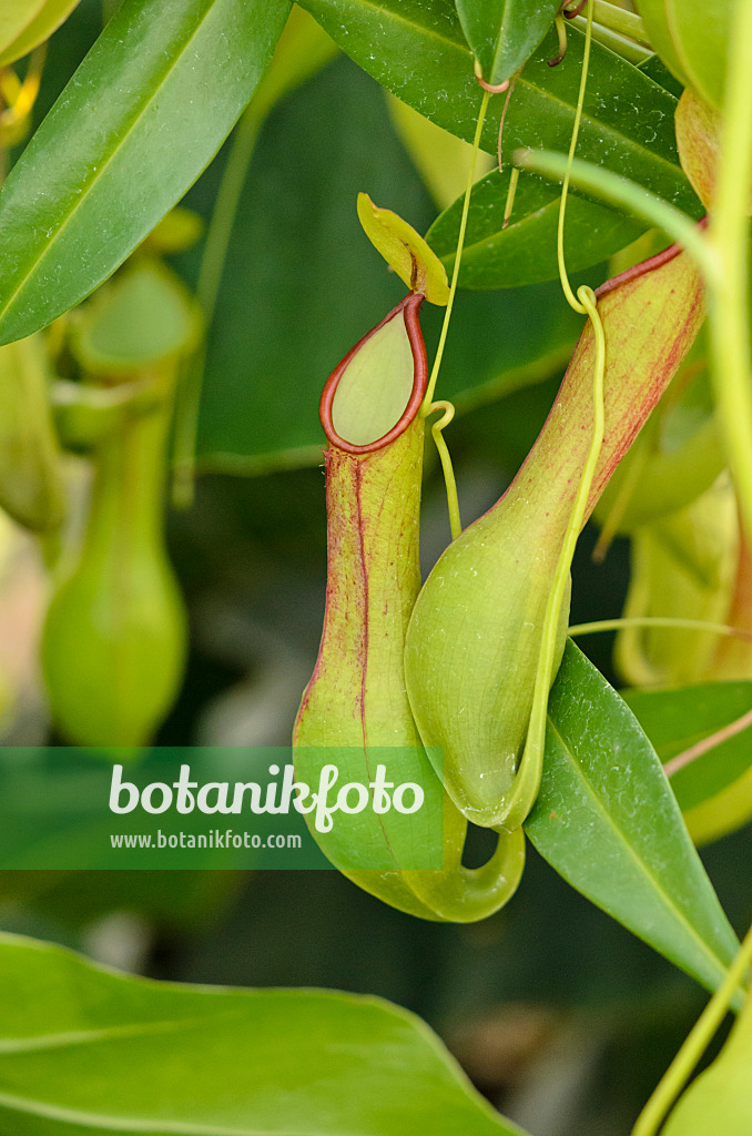 523065 - Kannenstrauch (Nepenthes alata)