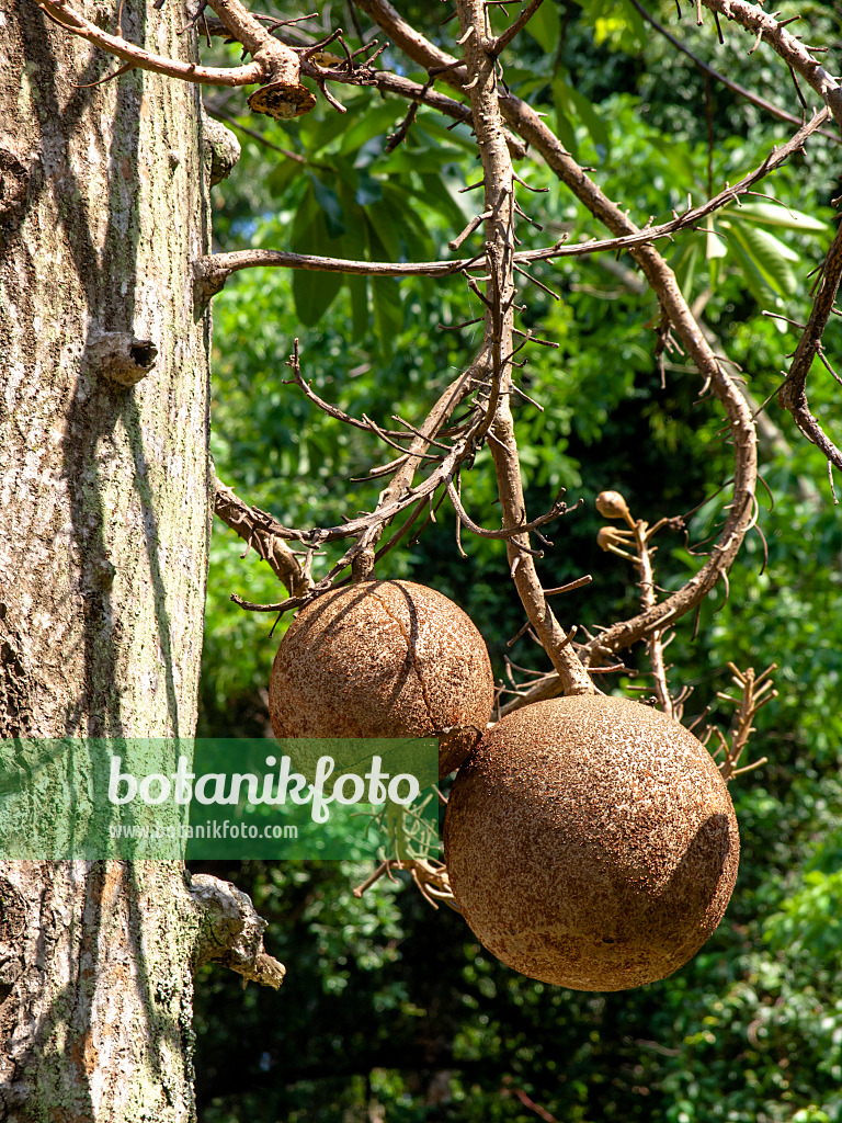 434138 - Kanonenkugelbaum (Couroupita guianensis)