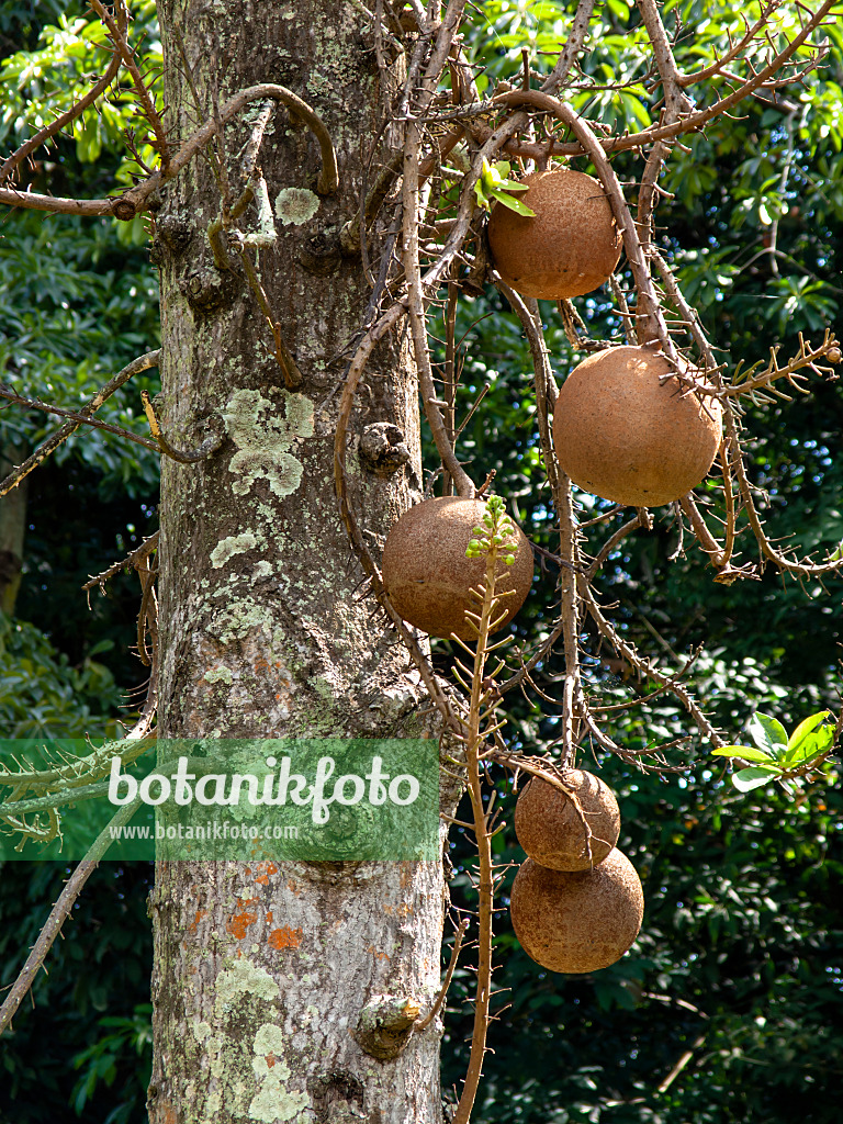 434140 - Kanonenkugelbaum (Couroupita guianensis)