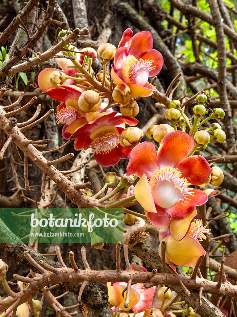 434363 - Kanonenkugelbaum (Couroupita guianensis)