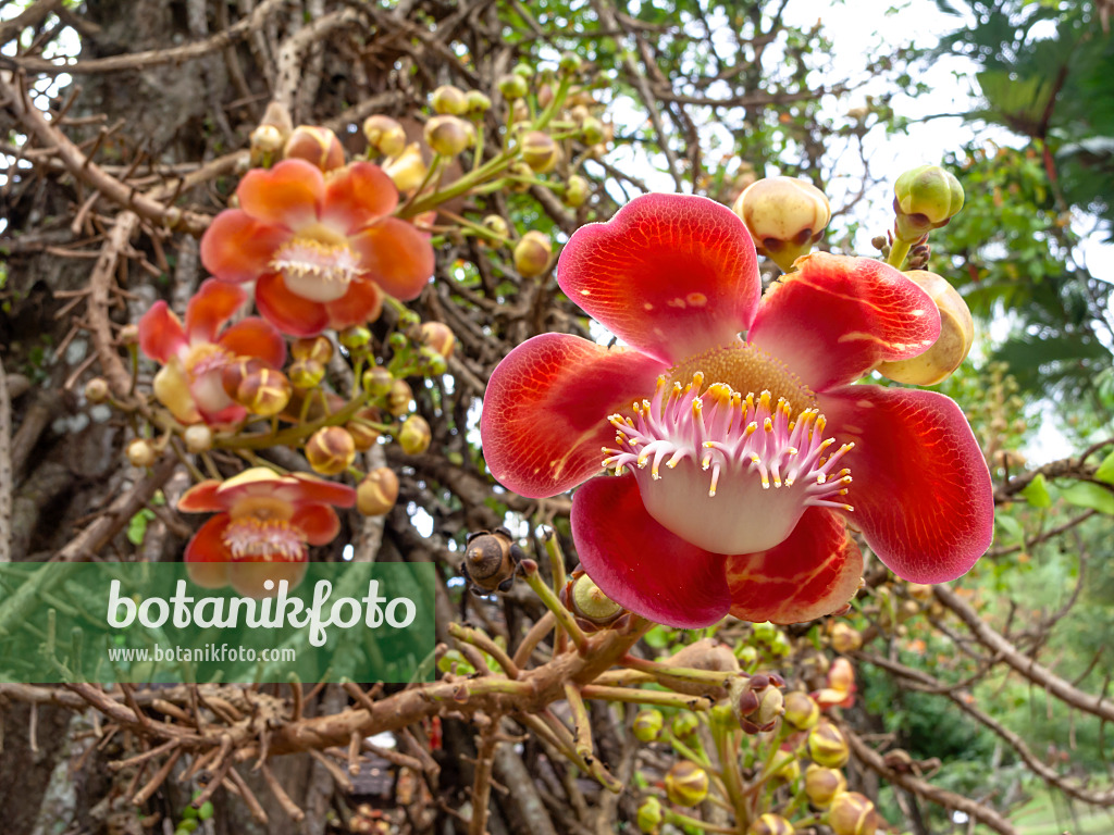 434365 - Kanonenkugelbaum (Couroupita guianensis)