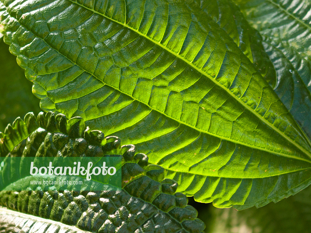 419007 - Kanonierblume (Pilea grandifolia)