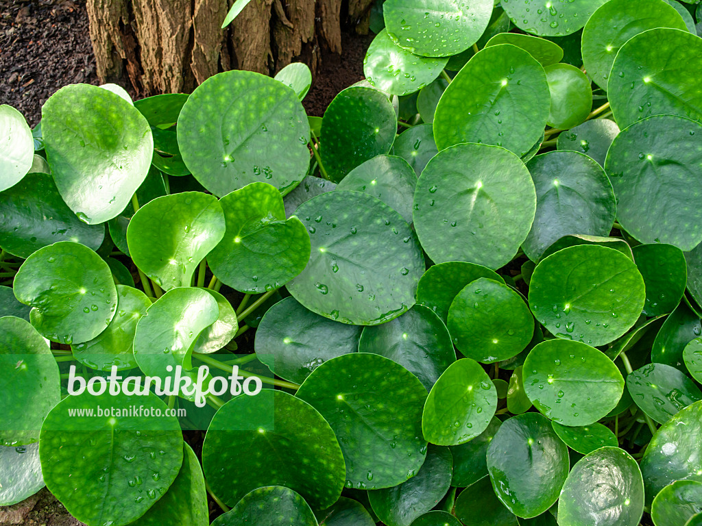 458004 - Kanonierblume (Pilea peperomioides)