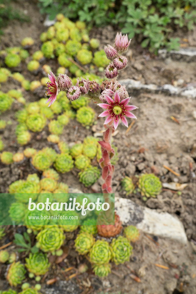 608082 - Kantabrische Hauswurz (Sempervivum cantabricum)