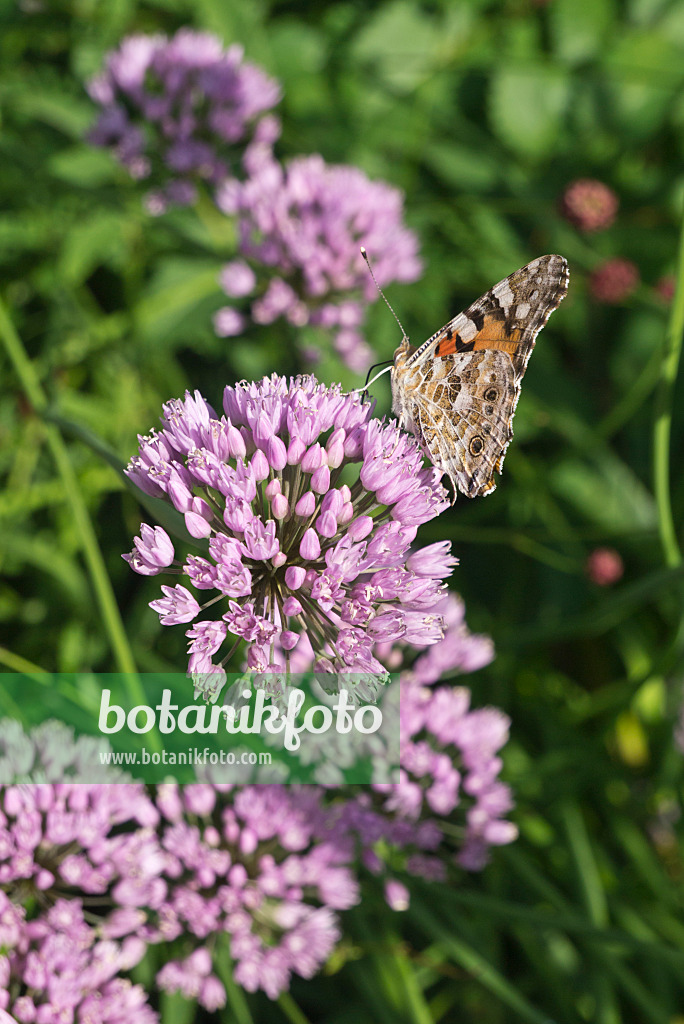 608118 - Kantiger Lauch (Allium angulosum) und Distelfalter (Vanessa cardui)