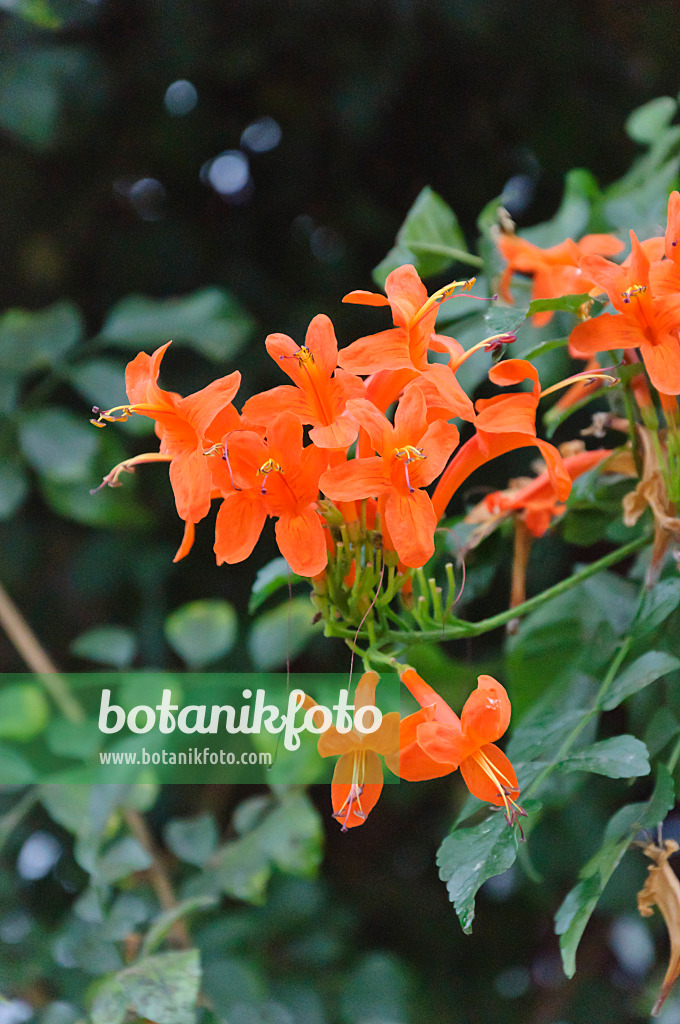 466109 - Kap-Geißblatt (Tecomaria capensis syn. Tecoma capensis)