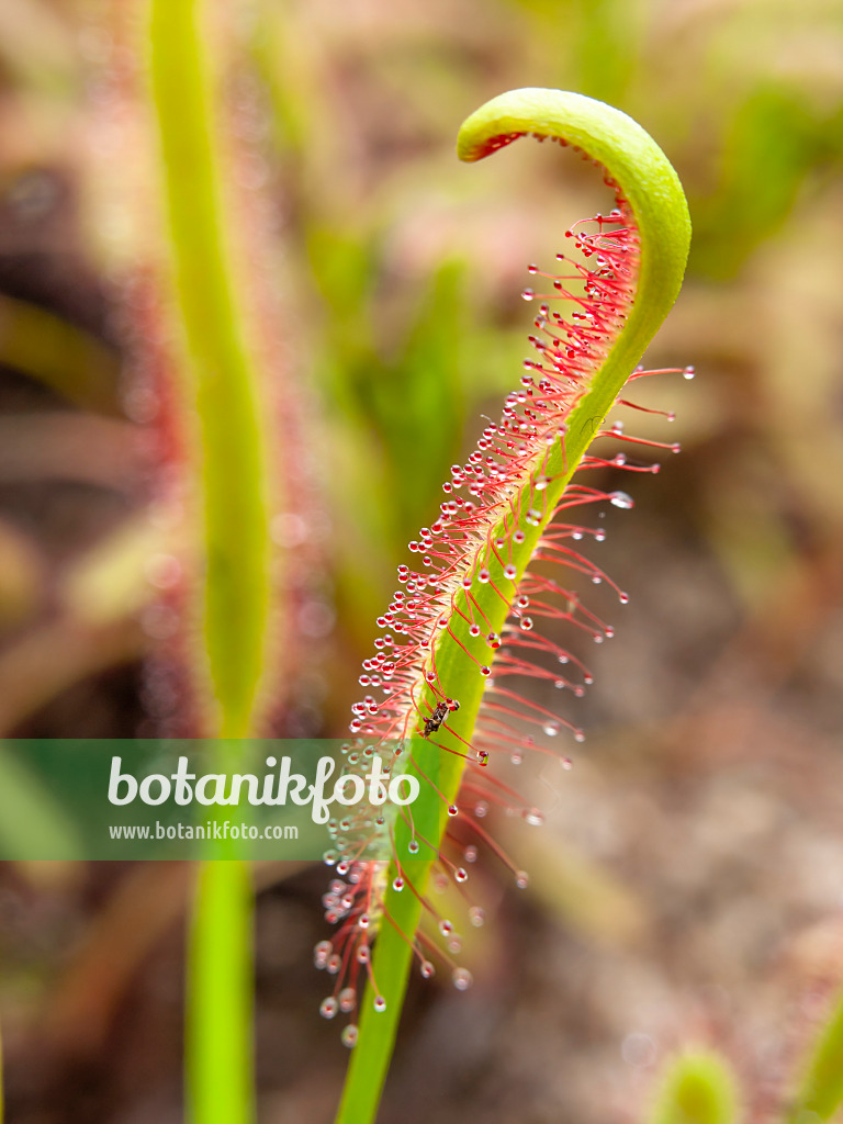 435010 - Kap-Sonnentau (Drosera capensis)