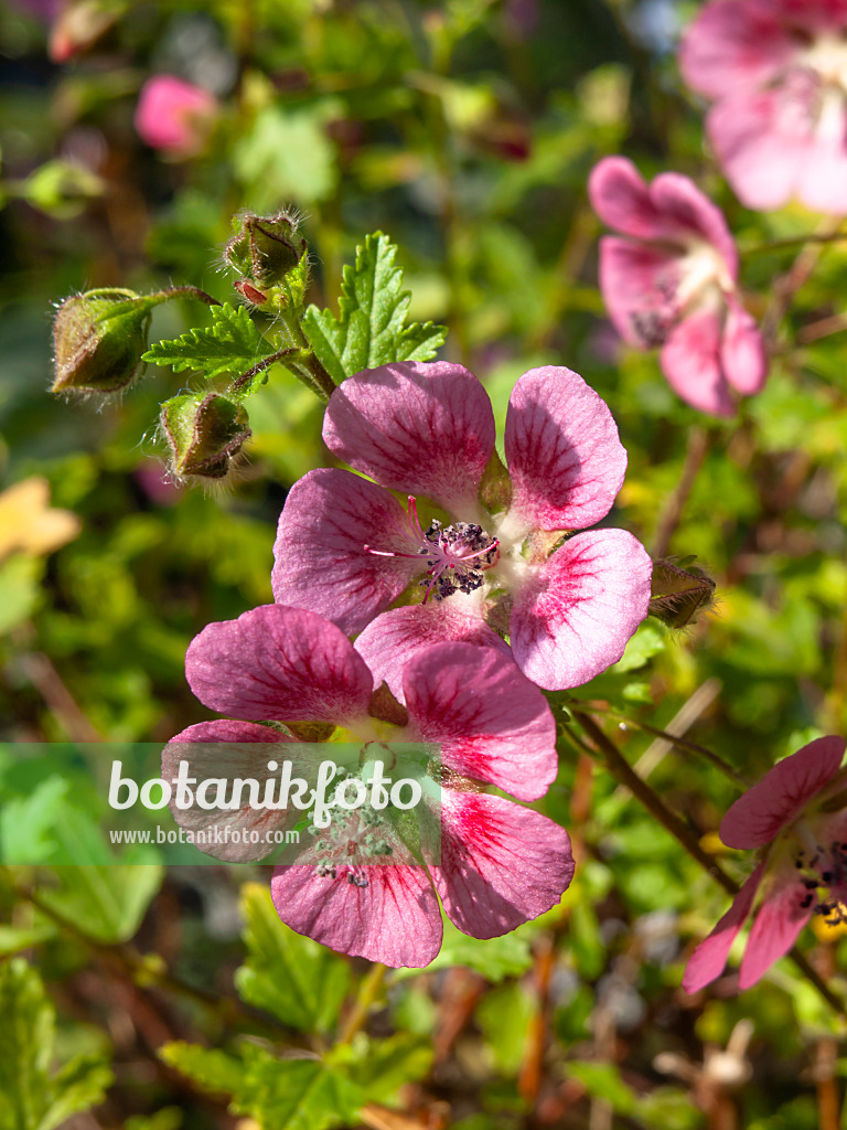 436073 - Kapmalve (Anisodontea capensis)