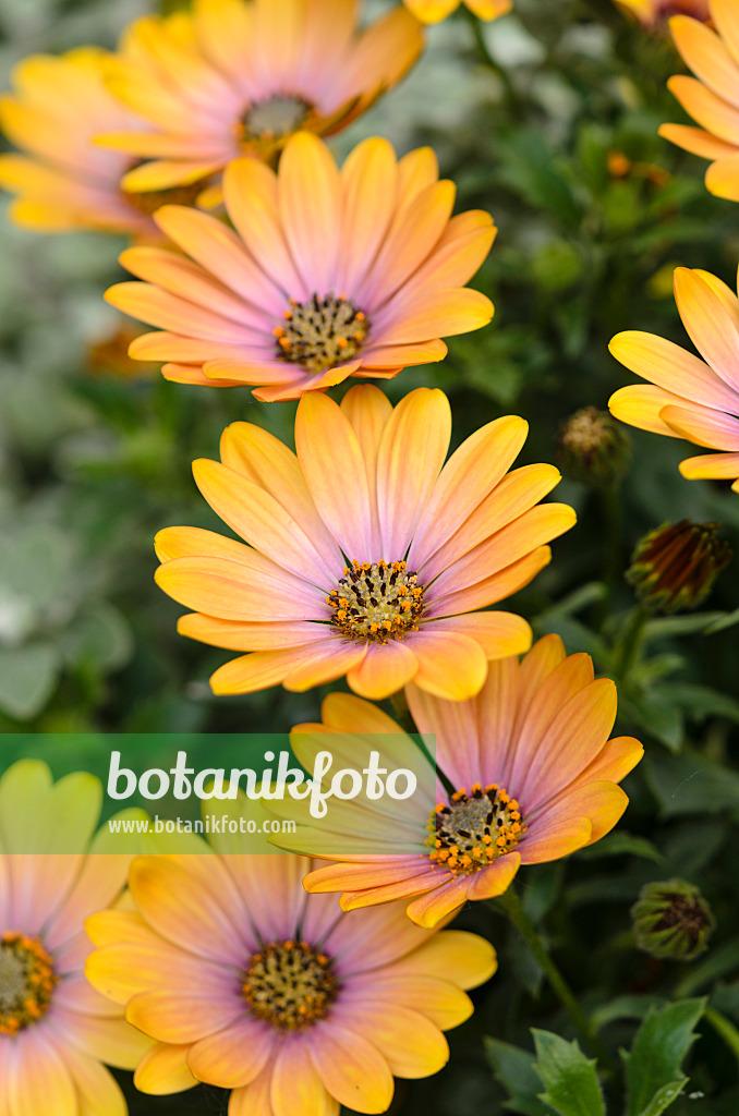 533614 - Kapmargerite (Osteospermum)