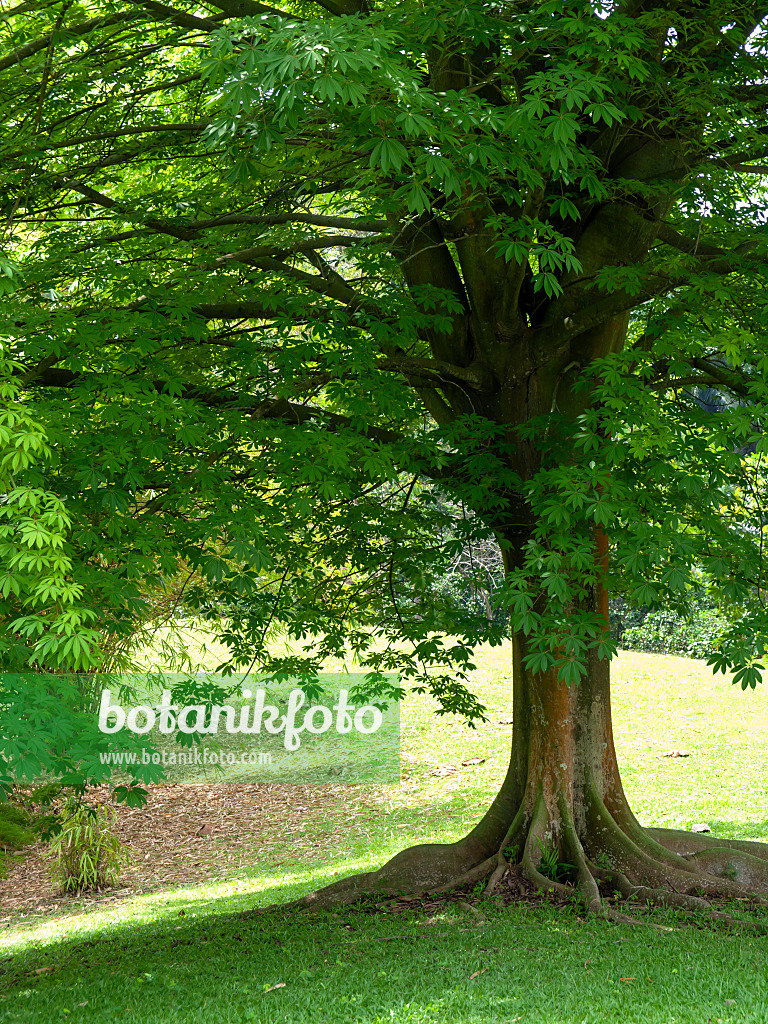 434218 - Kapok (Ceiba pentandra)