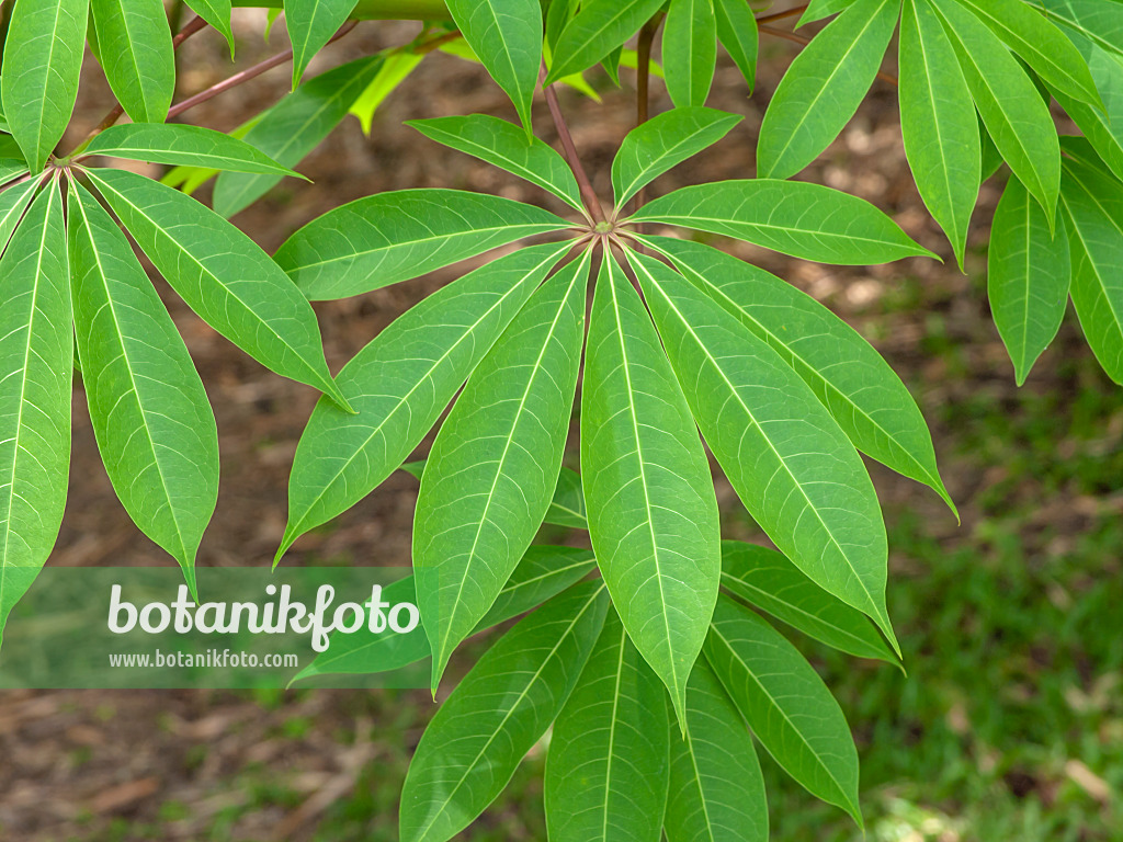 434219 - Kapok (Ceiba pentandra)