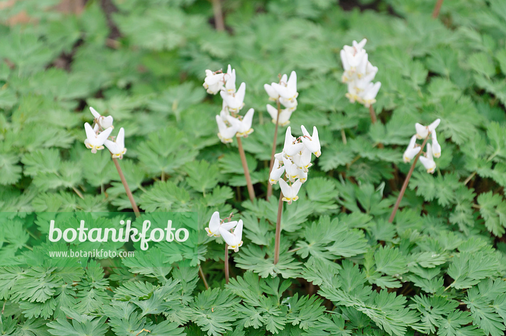 471104 - Kapuzenherzblume (Dicentra cucullaria)