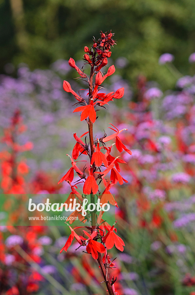 523196 - Kardinalslobelie (Lobelia cardinalis)