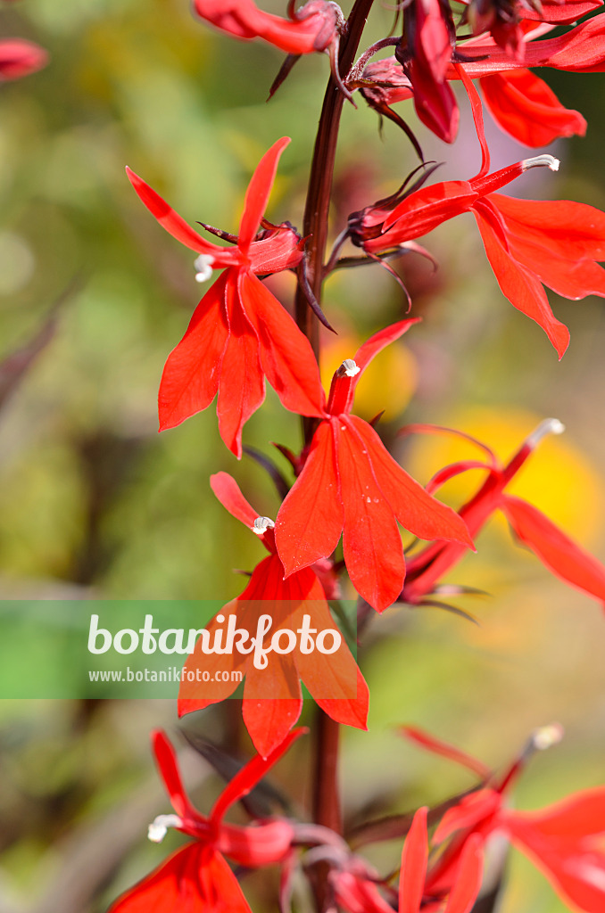 534390 - Kardinalslobelie (Lobelia cardinalis)