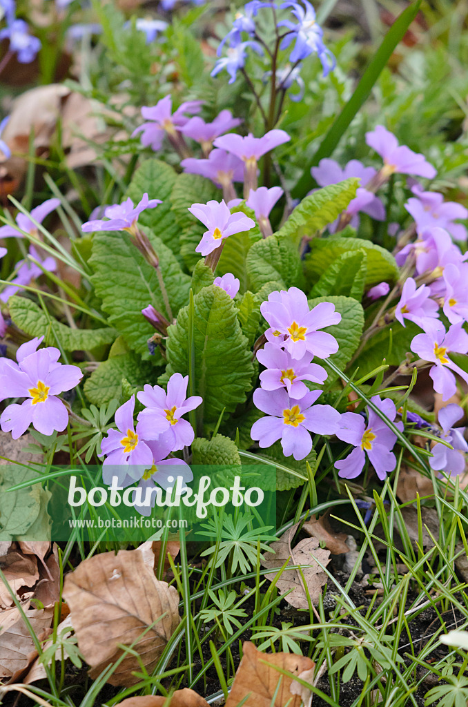 543010 - Karnevalsprimel (Primula vulgaris subsp. sibthorpii)