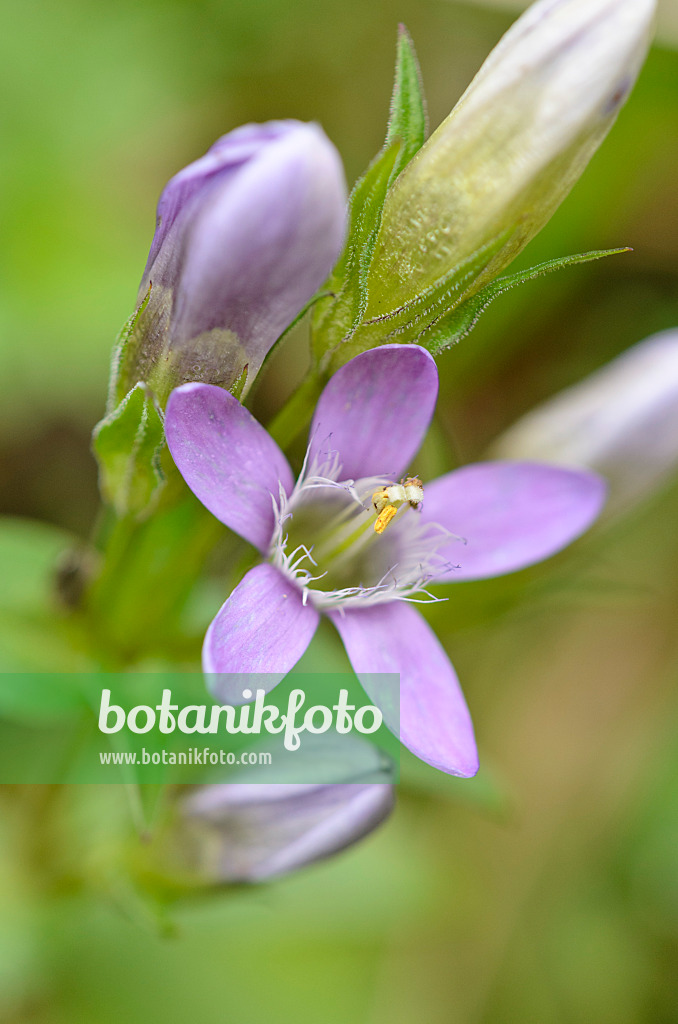 536082 - Karpaten-Kranzenzian (Gentianella lutescens)