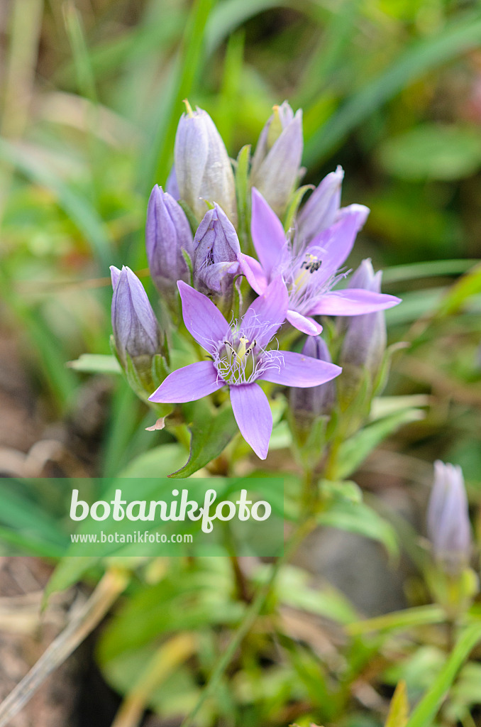 536085 - Karpaten-Kranzenzian (Gentianella lutescens)