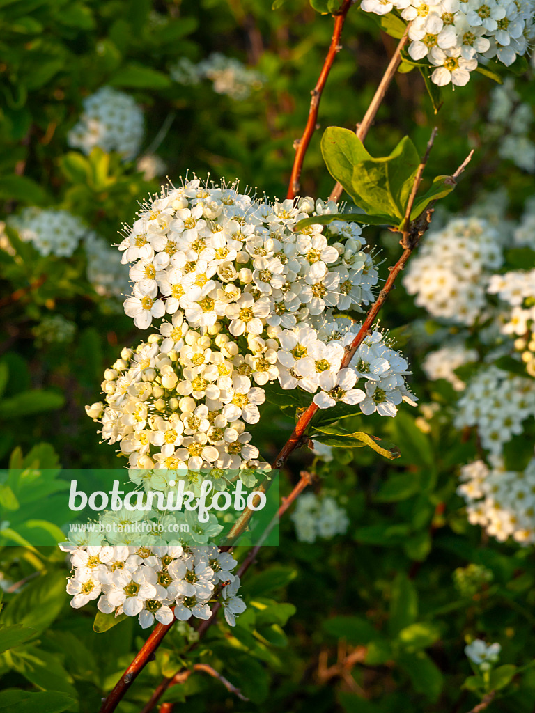 459035 - Karpaten-Spierstrauch (Spiraea media)