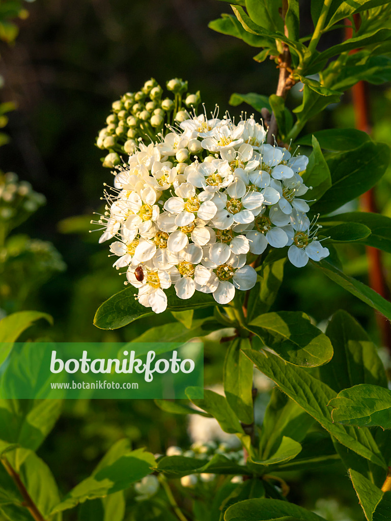 459036 - Karpaten-Spierstrauch (Spiraea media)