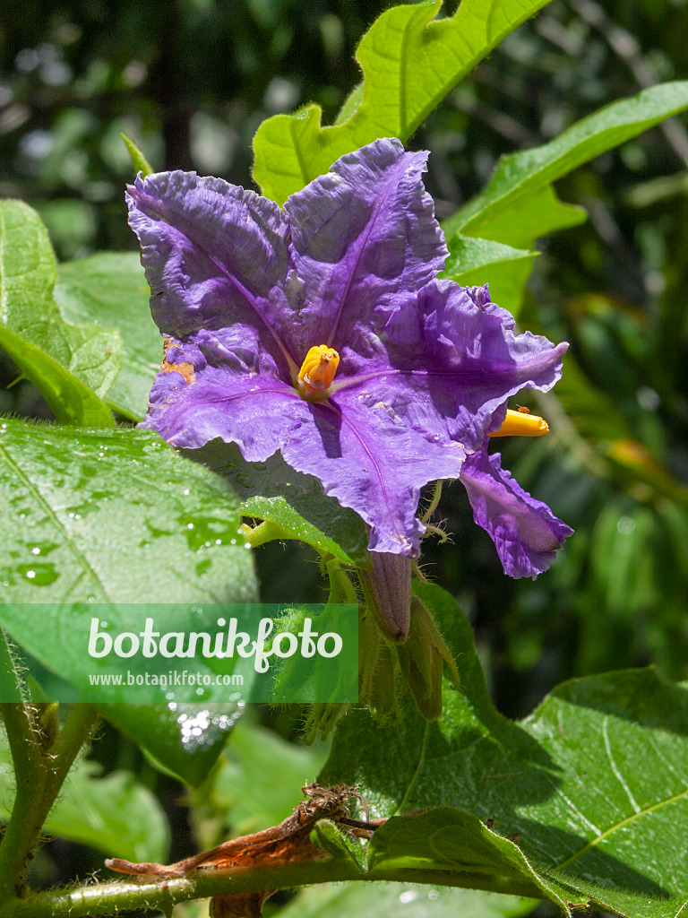 411025 - Kartoffelbaum (Solanum wrightii)