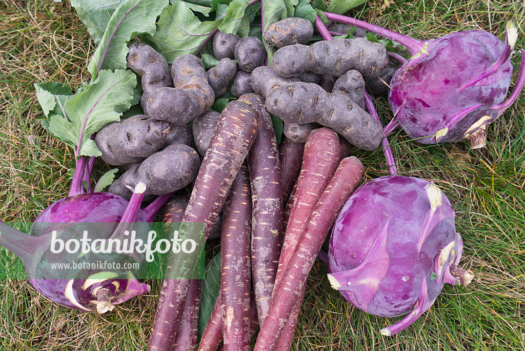 576008 - Kartoffeln (Solanum tuberosum 'Violetta'), Möhren (Daucus carota subsp. sativus) und Kohlrabis (Brassica oleracea var. gongyloides)