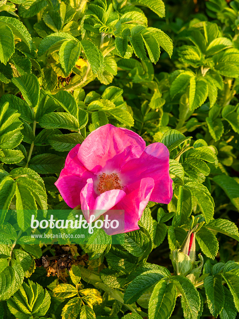 460118 - Kartoffelrose (Rosa rugosa)