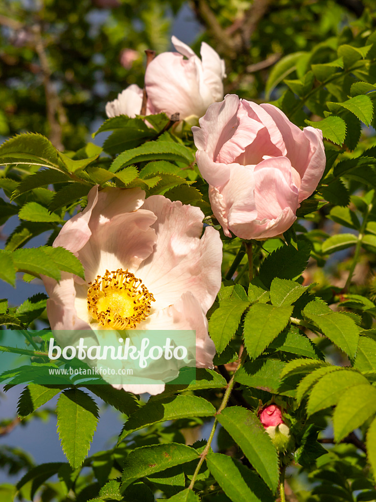 438035 - Kastanienrose (Rosa roxburghii)