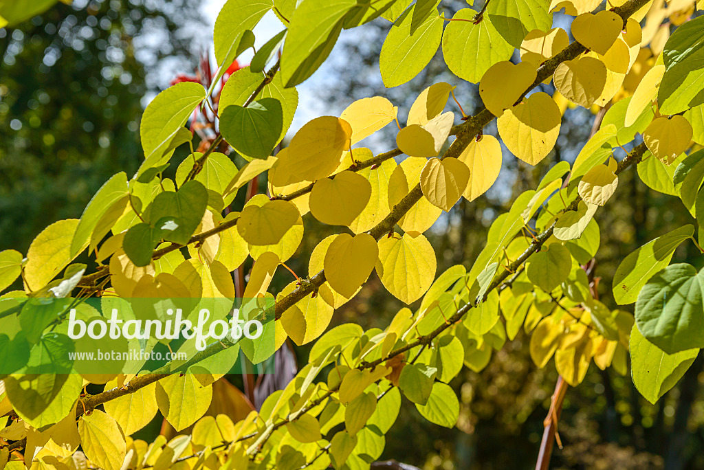 558069 - Katsurabaum (Cercidiphyllum japonicum)