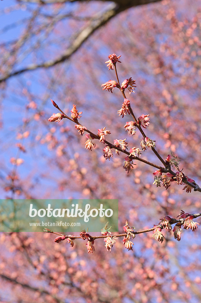 470103 - Katsurabaum (Cercidiphyllum japonicum) mit männlichen Blüten