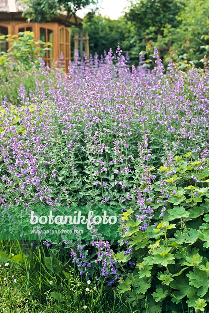 390169 - Katzenminze (Nepeta x faassenii)