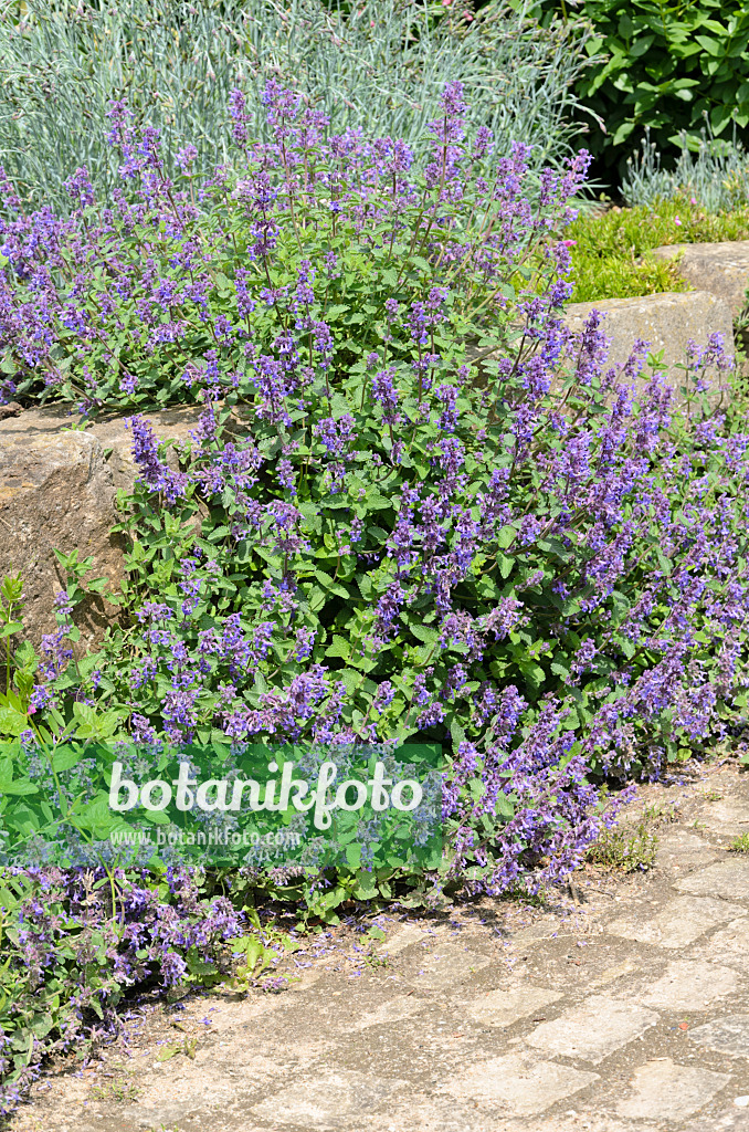 520427 - Katzenminze (Nepeta x faassenii)