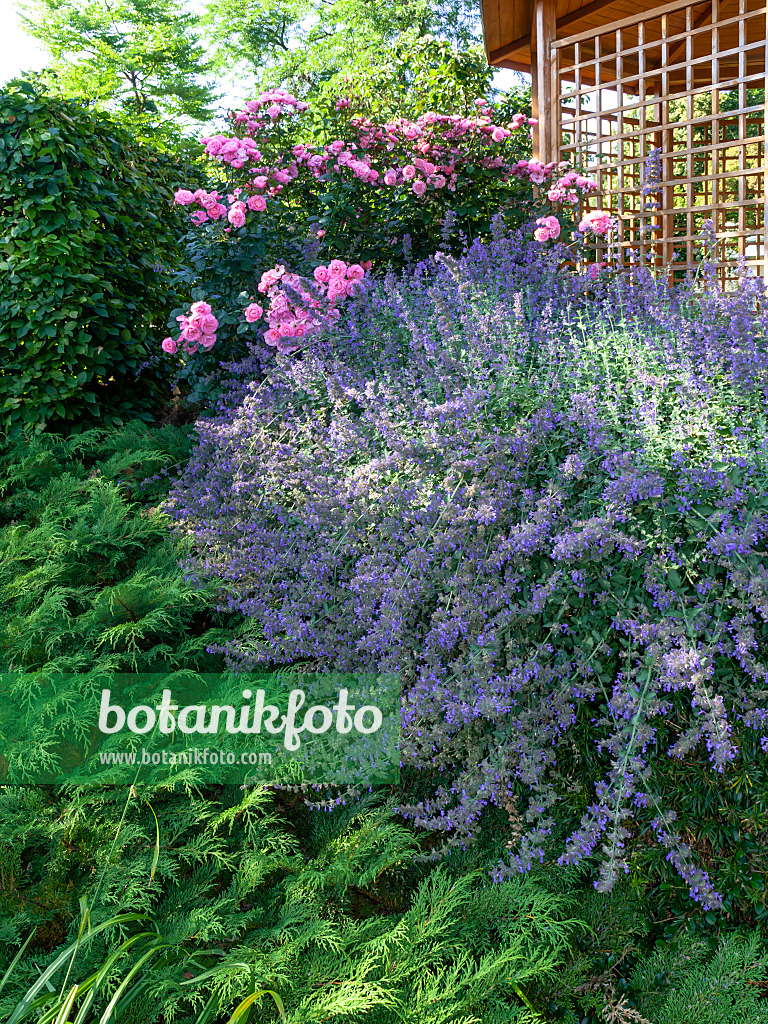 462029 - Katzenminze (Nepeta x faassenii) und Rose (Rosa)