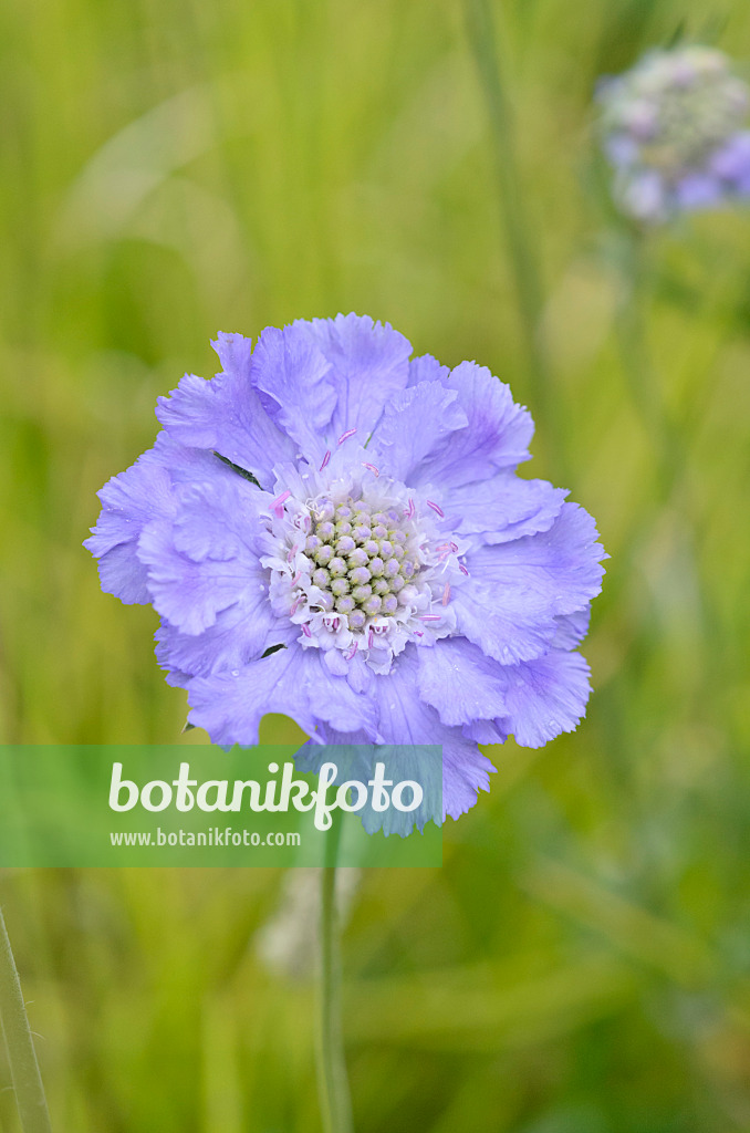 535219 - Kaukasische Skabiose (Scabiosa caucasica 'Blauer Atlas')