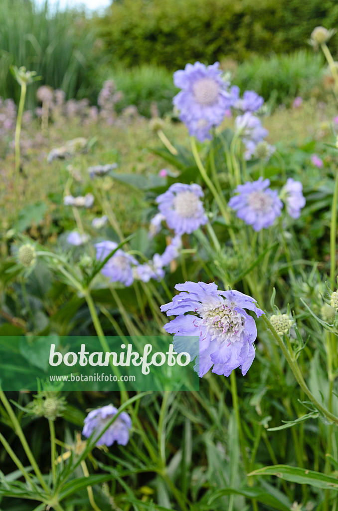 498090 - Kaukasische Skabiose (Scabiosa caucasica 'Perfecta')